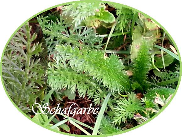 schafgarbe